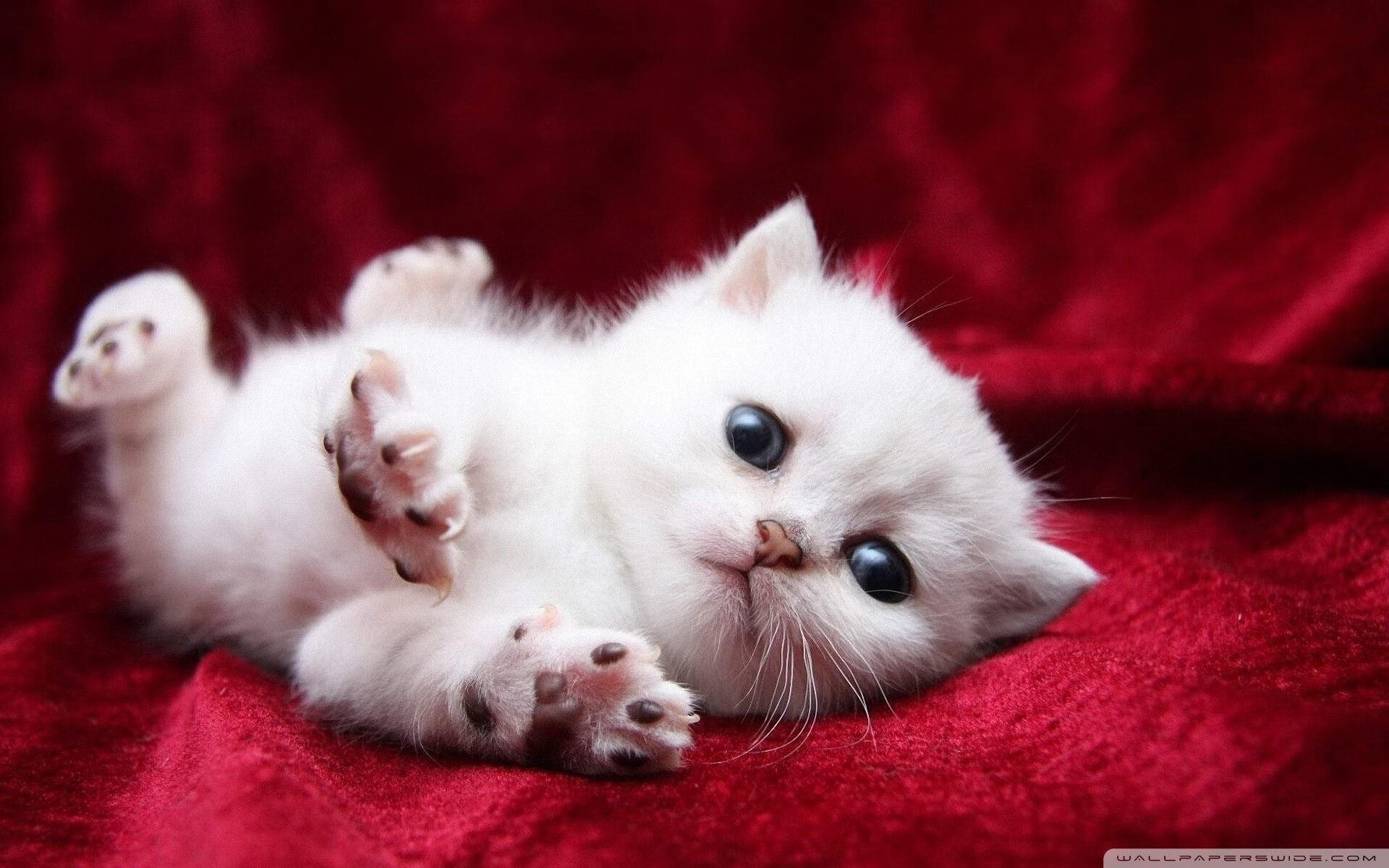 破晓神话，当第七大陆的狂涛，吞噬了旧航海家的星图