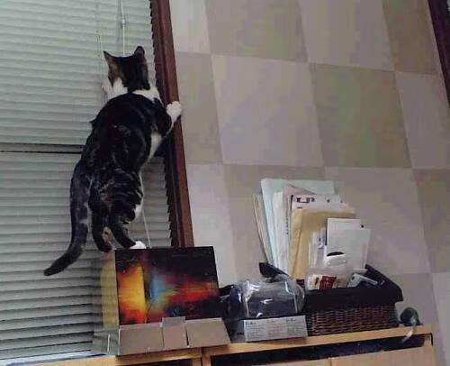 爱游戏官方入口-维也纳之夜，一人称王，戈麦斯导演切尔西奥地利交响曲