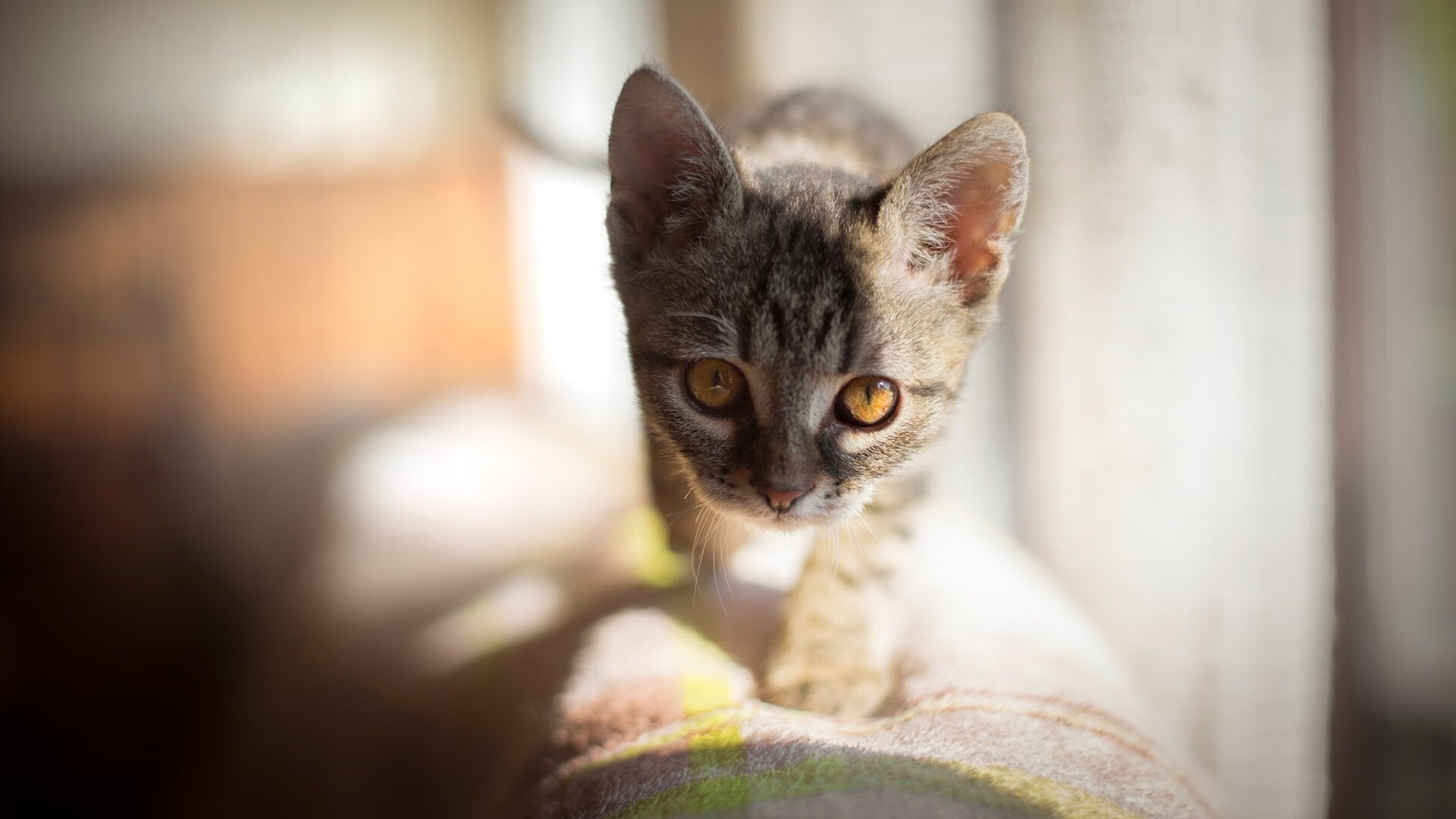 爱游戏官方-一场伟大的命名，当温网凝视着另一个自己