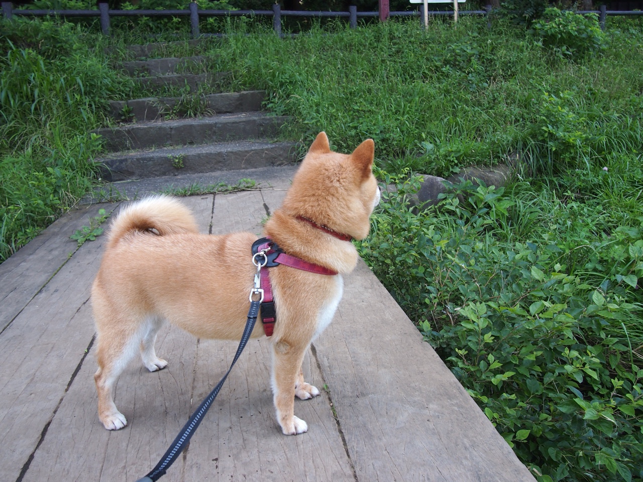 联合杯提前上演澳网预演，德约科维奇用绝杀宣告火热状态无可阻挡