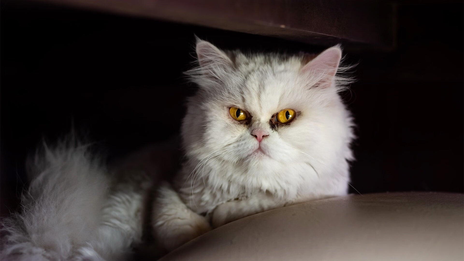 跨界风暴，伦纳德钢铁之躯全程高能输出，辽宁男篮化身闪电速胜孟菲斯灰熊