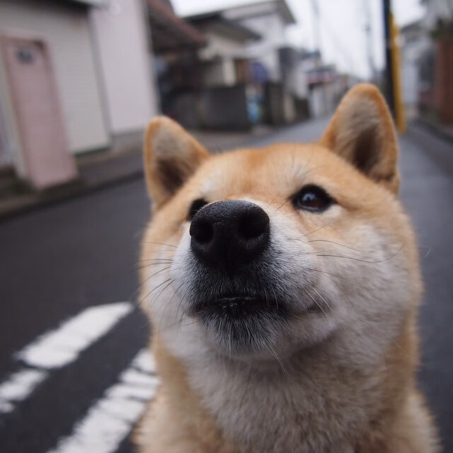 马克西51分唤醒费城死魂，但凯尔特人终在绞肉机里淬出真金