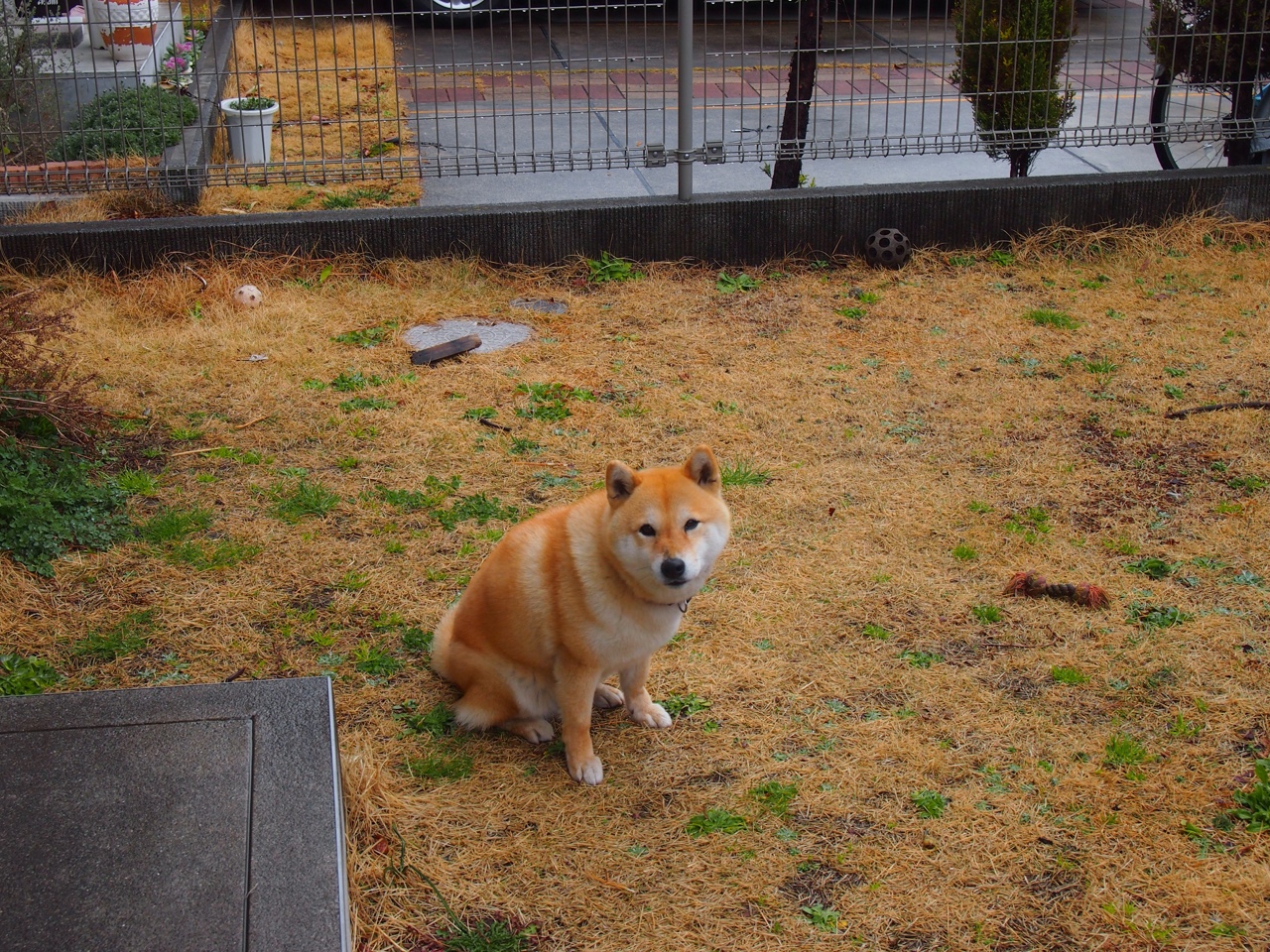 永恒之蓝的跨洲裁决,萨卡一记圆月弯刀,如何将澳洲足球钉上历史的叹息之墙