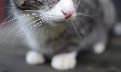 篮网轻取吉林队？双加时逆境翻盘，字母哥三双封神成关键先生