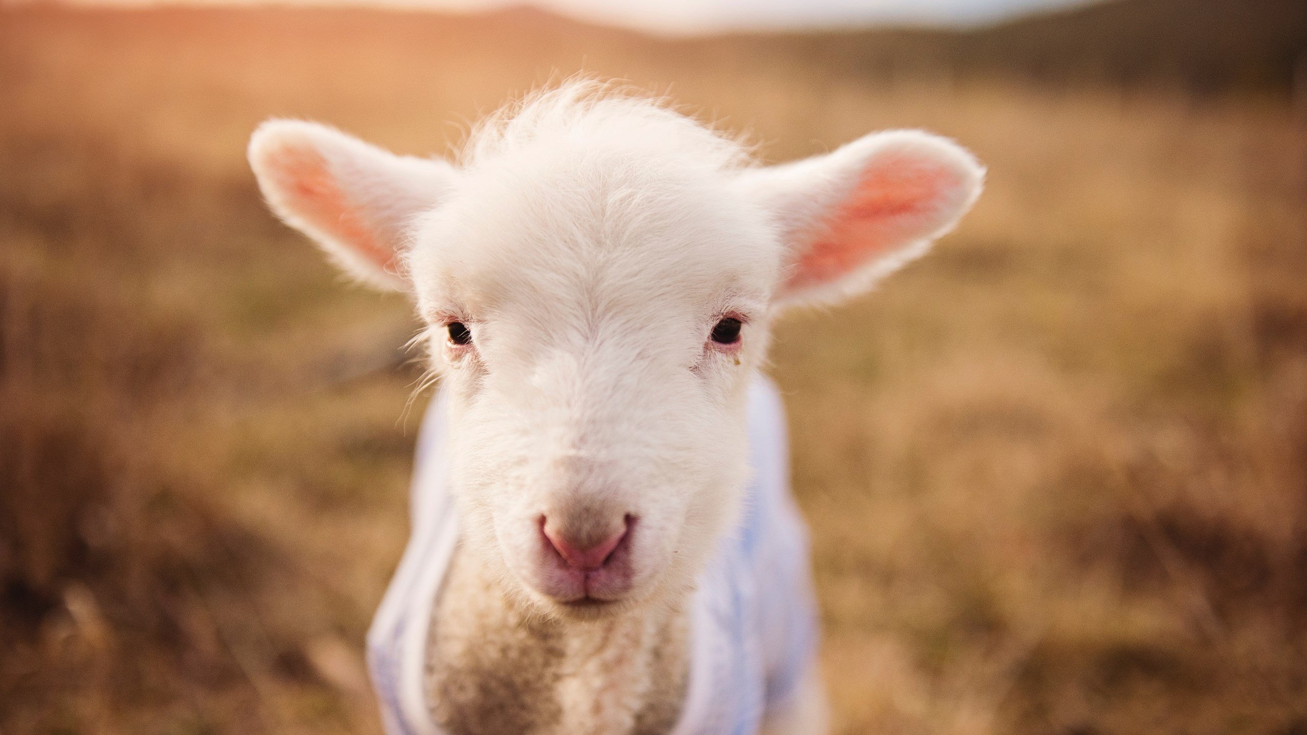 穆勒爆发难救主,曼城澳洲行提前终结赛季悬念?