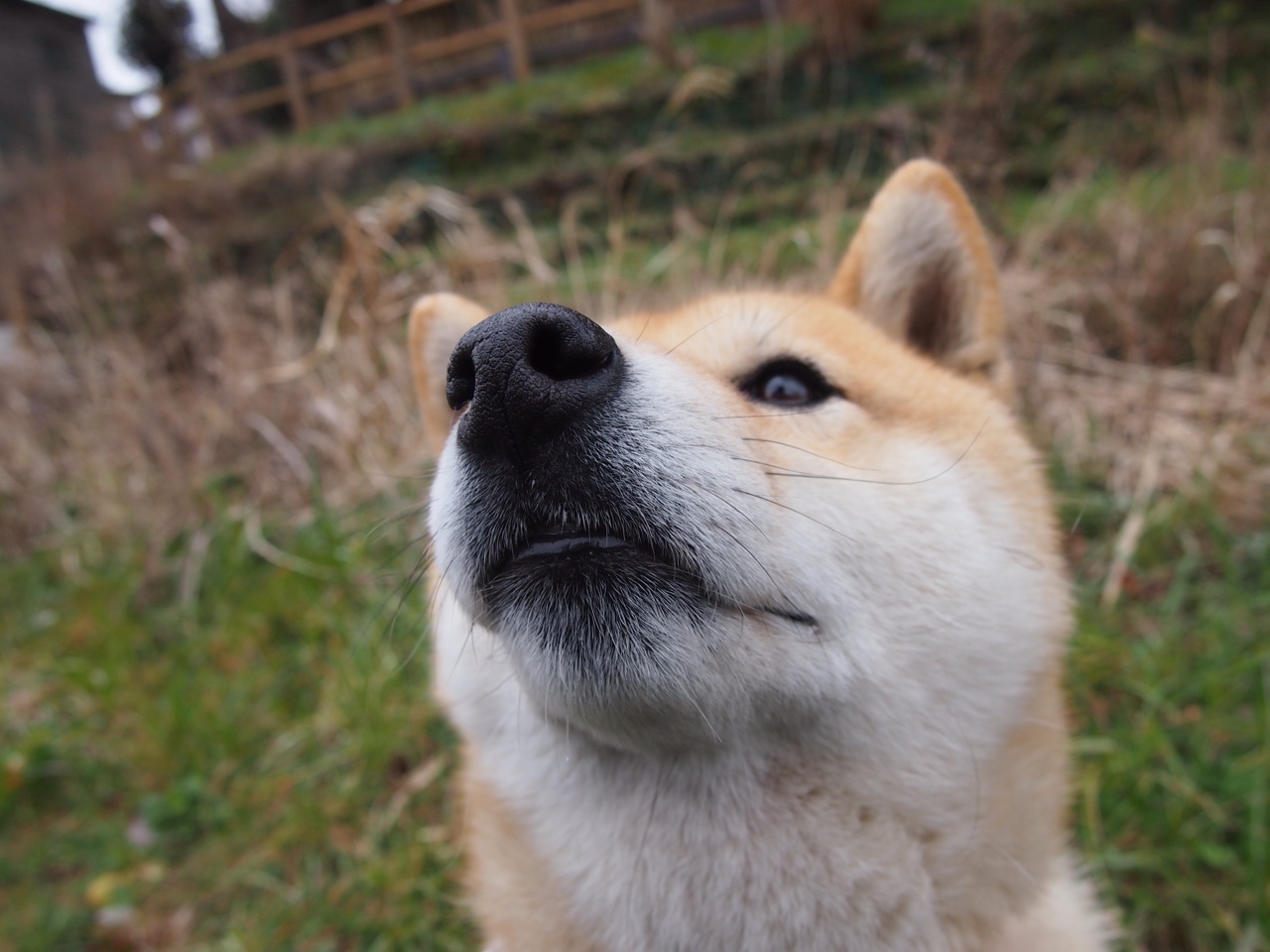 爱游戏入口-从君士坦丁堡到绿茵场，奥斯梅恩如何重现奥斯曼帝国的征服者之夜