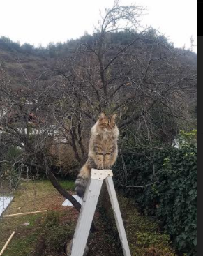 喀麦隆旋风席卷欧洲，英超争冠焦点战激战正酣，佛罗伦萨强势晋级彰显非洲力量