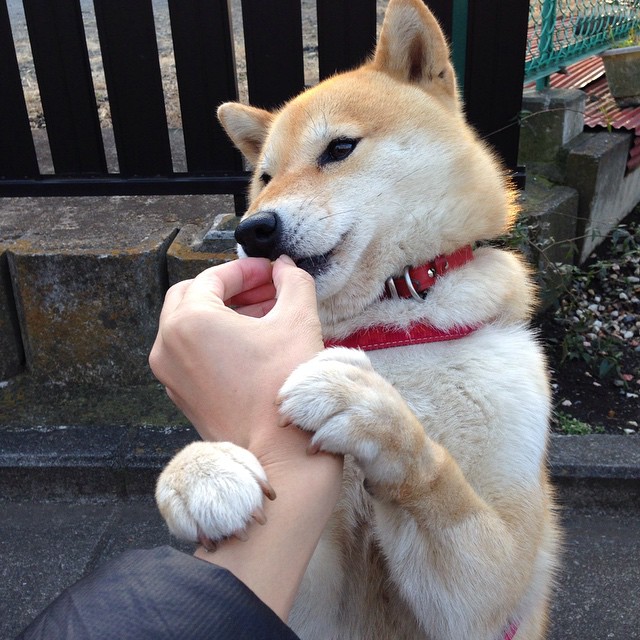 吉林队轻取上海队,拉文持续制造杀生成胜利关键