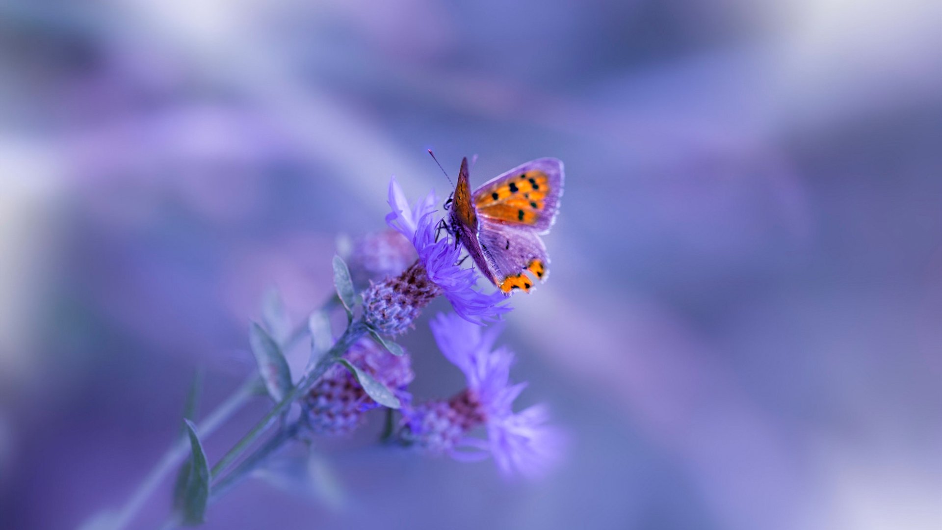 平行时空的落难之约，当德布劳内穿上白衣接管世纪之战