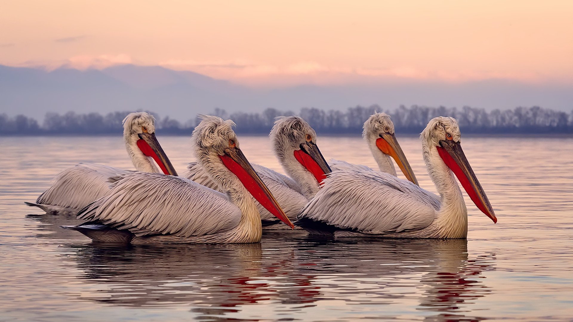 数据不会说谎，英格拉姆打出零失误唯一性表现助灰熊横扫公牛
