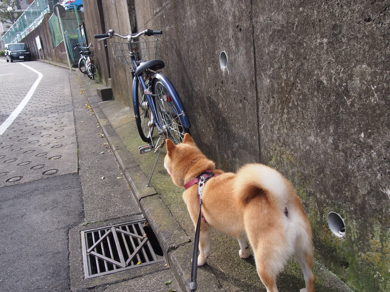选项（请选择或融合您最倾向的风格）