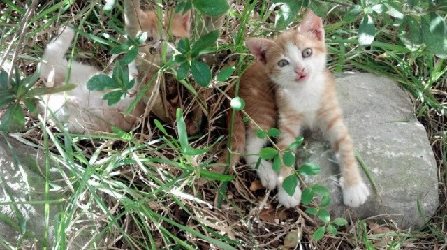 跨界唯一性，欧冠之夜，恩比德的篮球式点球决胜