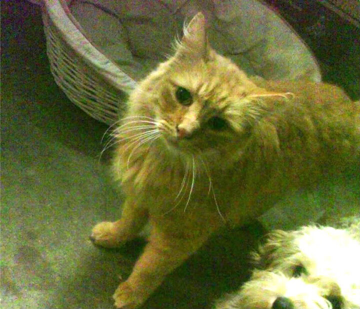 跨越时空的篮球智慧，从约基奇的自我救赎到新疆队的战术压制