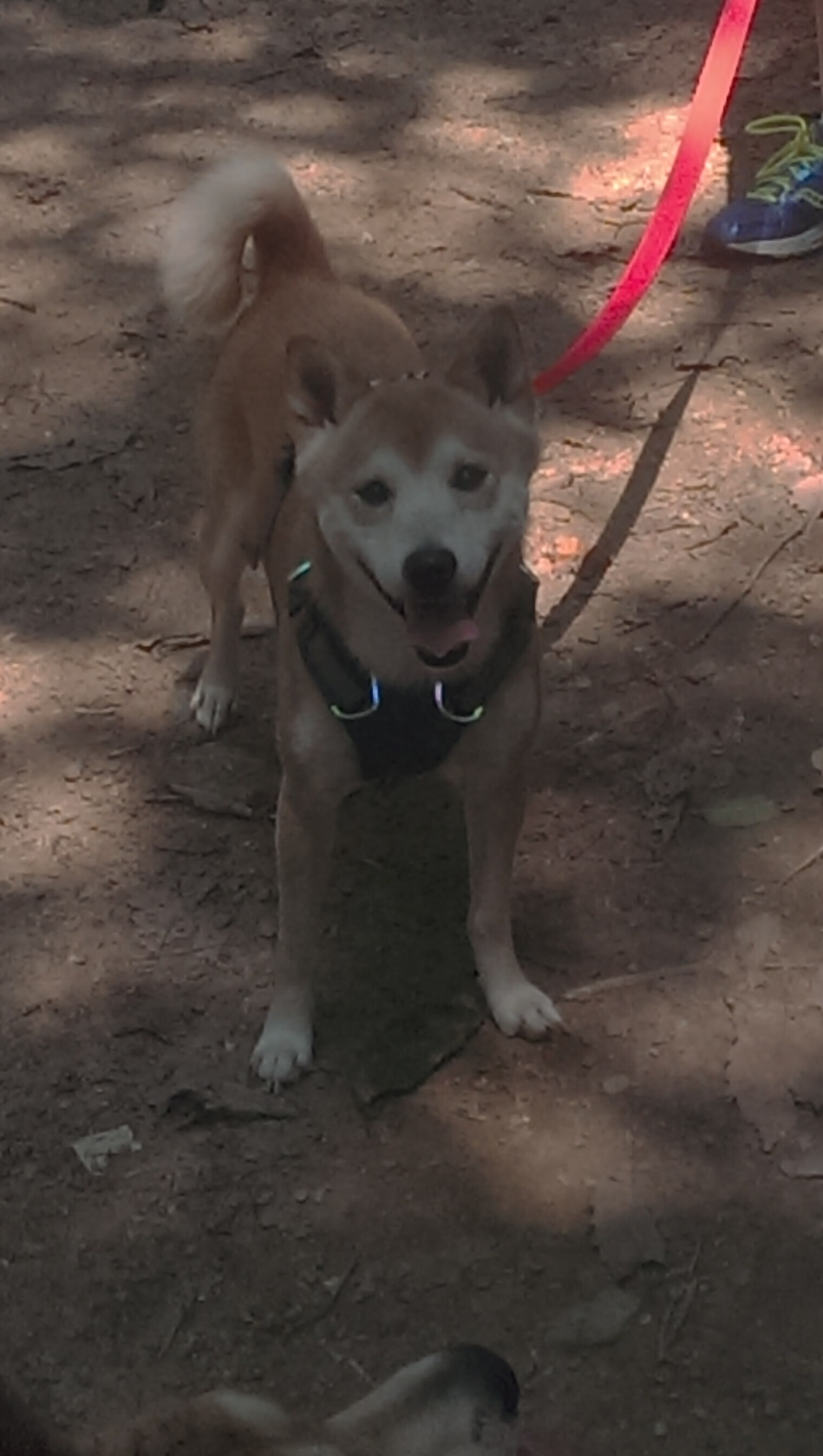 平行时空的竞技场，深圳的逆袭与杜兰特的绿茵狂想