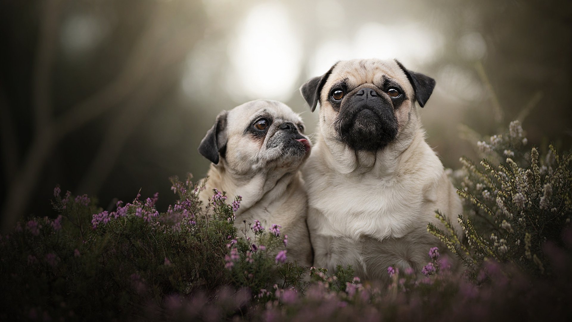 足球双星闪耀，乌克兰力克皇家社会，戈麦斯主宰意甲焦点战