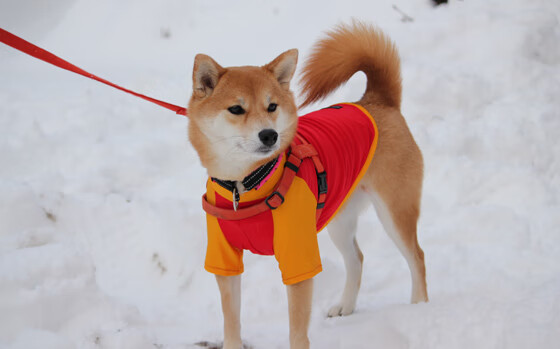 爱游戏官方入口-比赛日传奇，当凯尔特人苦战篮网时，哈利伯顿悄然完成历史性里程碑