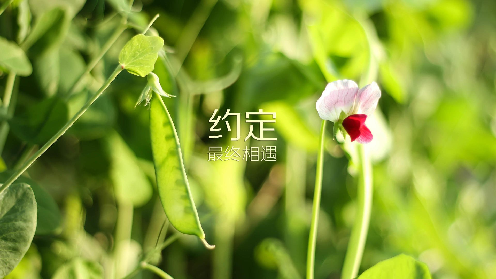 2026世界杯B组生死战,喀麦隆雄狮怒吼完胜厄瓜多尔,凯恩绝境带队力挽狂澜